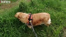 吃货金毛啃青草啃得那么带劲，发现一丛野苋菜却不屑一顾