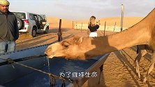 骆驼的驼峰有什么？男子好奇切开一看，结果让人惊讶！