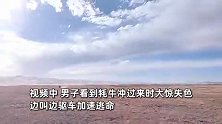 狂飙！男子自驾被野牦牛狂追，边叫边加速逃命，网友：隔屏幕都想把油门踩到底