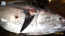 600斤大蓝鳍分解秀，厨师也学不会的刀功，老哥轻松搞定