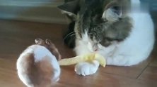 猫咪心情不好，小仓鼠拿自己最爱的零食去哄猫咪，太有爱了