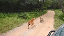 印度一只狗在小路上遇到豹子 疯狂吠叫将其赶走