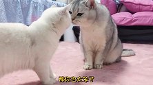 猫咪一天吃三碗猫粮，竟然是因为学习握手，主人这个教法也太傻了