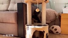小奶狗爱玩猫爬架，小奶猫顿时就不乐意了：看我的喵喵拳