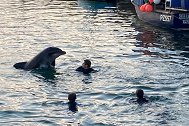 英国：一海豚游到港口和游泳者互动，在人身边跳跃玩耍