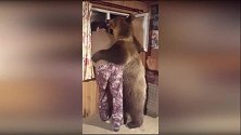 真熊抱！俄大棕熊与主人相拥共赏窗外风景