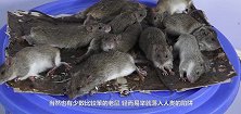 男子翻箱倒柜终于抓住老鼠，迅速下手后，男子很快就后悔了