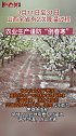3月11日至31日，全省有2次降温过程，农业生产谨防“倒春寒倒春寒山西
