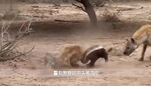 四五只鬣狗被平头哥“掏肛”，画面辣眼睛，蜜獾：就你会“掏肛”