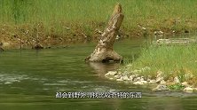 老大爷河边捡到“稀罕物” 别人出价6万都不卖 结局大爷乐了