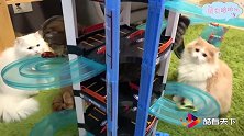 “永动机”小赛车啊，猫咪的头都要晃晕了