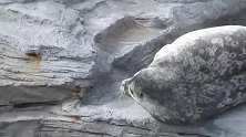 正在睡大觉的海豹，被海狗给叫醒了