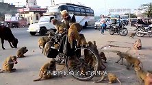 一只猴子骑着摩托车在马路上疾驰，简直成精了，真相令人心疼不已