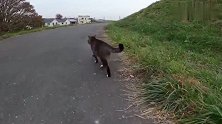 路遇傲娇的肥猫刚开始还很警惕，最后却主动蹭腿不肯走！