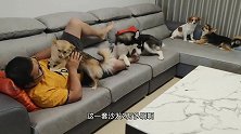 男子花两万多买的新沙发，二哈扑上去就拆，吓了主人一身冷汗