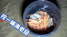二哥赶海来码头东边挖“海老鼠”跟海肠特别像，长了几百只触手