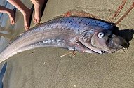 新西兰居民海滩上发现“深海巨物”搁浅，证实其为极罕见皇带鱼