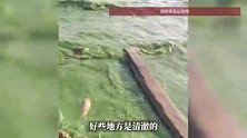 云南昆明滇池部分水域出现绿浪，水体有浓稠感，滇池管理局回应