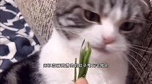 猫咪是肉食动物为什么喜欢吃草