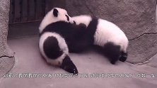 熊猫宝宝乱跑，被熊猫妈妈发现后，忍住别笑