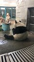 熊猫：烦死了，我吃个东西都要偷拍我！