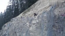 黑熊为捕食山羊，将山羊母子逼到悬崖处，结果会怎样呢
