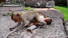 瞧，这俩只小猴在干什么呢，非常的有趣！