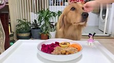 戴发卡，吃美食，给金毛过六一，狗狗吃播