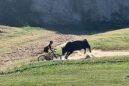 美国加州一头公牛闯入山地自行车赛道 撞飞一名自行车运动员