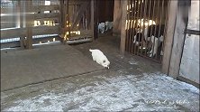 五只大白熊犬宝宝，懵懵懂懂的样子好像刚睡醒，萌翻了