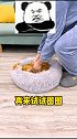 拎起来弓着背的猫咪是傻子？假的吧！？萌宠 家有萌宠