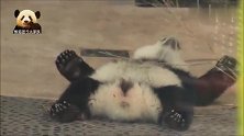熊猫宝宝梦圆四仰八叉地躺在地上卖萌，放飞自我的样子巨可爱