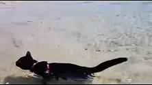 猫咪跟主人去海边溜达，遇到有水的地方，直接霸气的游过去