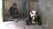 熊猫：大熊猫因为被偷崽耿耿于怀，赌气的样子奇怪萌到炸裂！