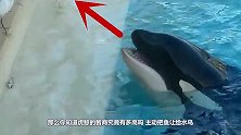 虎鲸智商有多高？主动把鱼让给水鸟，下一秒套路就开始了