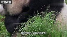 大熊猫闯进奶爸的办公室，上演“大闹天宫”的好戏，太逗了！