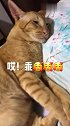 猫：我在睡觉呢，能别烦我么！