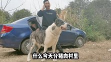 分发猪肉，猛犬基地瞬间沸腾，德牧罗威纳猎狼犬纷纷出动