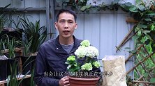 给绣球花施肥，用它“丢”几粒下去，开花多多了