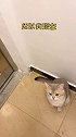 我竟然在自己家被野猫缠上了……猫 萌宠出道计划 剧情 剧情反转 动物故事创编