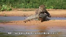 食蚁兽在河边喝水，不料身后尾随着美洲豹，接下来发生搞笑一幕！