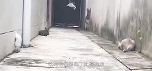 橘猫和黑猫同时翻墙动作完美同步，这该死的默契