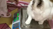 铲屎官给布偶猫称体重，没想到喵星人这么蠢萌，猝不及防！