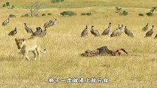 王者狮子有多憋屈？敌人撵都撵不走，无奈的样子太搞笑