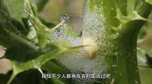 树叶上的一种“唾沫”，以前认为是蛇的口水，看完才明白真相！