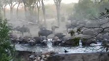霸道的大象：驱赶喝水的牛群离开，尘土飞扬
