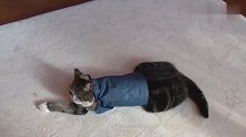 呆萌胖猫见到纸袋就钻，不料卡住了，连走路都飘了