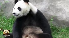 别看熊猫嘉嘉胖嘟嘟的，熊家可是很可爱、很灵活的！