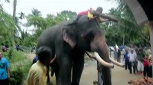 人们割下大象的牙齿，看似很残忍，实则却是帮它“保命”！