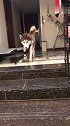 狗子：就算受了伤，也要坚持去上班！